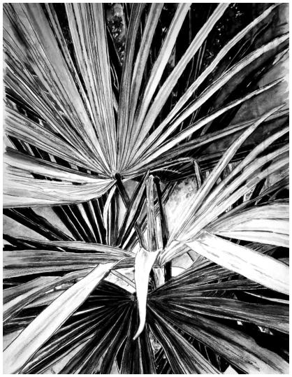 Palm - 2016 30x40cm  (Poltlood en gouache)